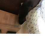 Mr.meep