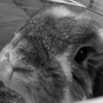 lop bunny