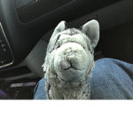 Masked Wolves Pack