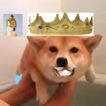 The Doggo Society