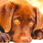 The Doggo Army [Of Dog Nation]