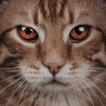 Army_Of_Cats
