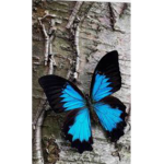 Blue butterflies the FIRST