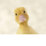 American Quack Clan