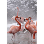 Fashionable Flamingo's