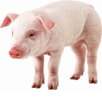 The piggy poggers