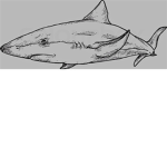 Shark Bite//Fan Group!