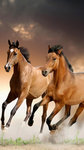 Mare and stallions