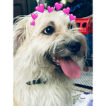 Lexi the dog’s fan group