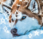 - arctic paws -
