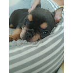 Lolanphoebe