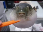 Pufferfish humans