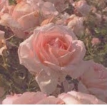 • Rose’s Clothing •