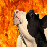 Cult of the Cattle