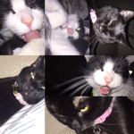 LIT CAT AYEEEEE