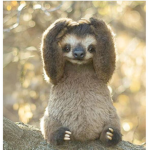 #slow sloths