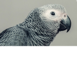 SirTheGrey