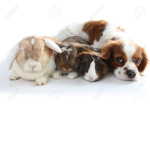Bunny, Cat, Dog