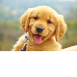 <3 Puppy Squad! <3
