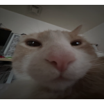 vewy cutie cat!!