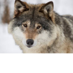 Wolf family forever :D