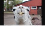 Llama Squad Empire