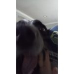DOG GO!