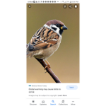 Birdqueenjess