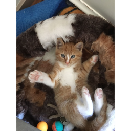 cat party