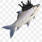 1# Fish?