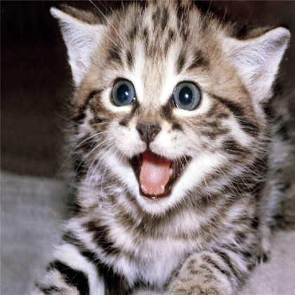 Kitten Roblox decal