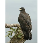 the black eagles sword fighting
