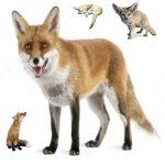 Fantastic Fox Studios And Clothing
