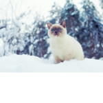 ||:. Snowfall clan .:||