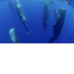 DOLPHIN ARMY FOR LIFEEEE