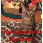 merry chrismas (I give gifts)