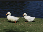 Die coole //Enten//