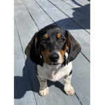 Puppy group for everyone