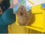 Hamster Tyson