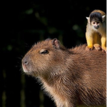 LosCapybara