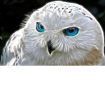 (real) OWLS UNITED