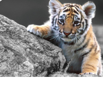 Tigers territory