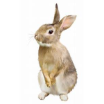 I love rabbbits