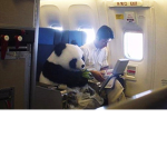Traveling Pandas