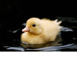 ducky wacky game