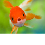 -The Fish Tank-
