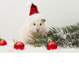 Hamster obby [CHRISTMAS!] 🎄🎅🏻