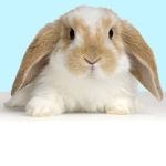 Bunny Fluffy squad