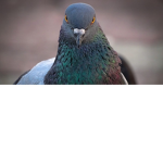 -The Bird Squad-
