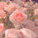 ~Soft Kawaii Vibes~